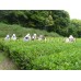 Organic Makurazaki Black Tea Hime Fuki