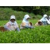 Organic Makurazaki Black Tea Hime Fuki